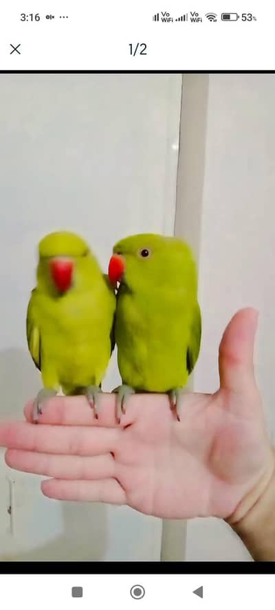 parrot