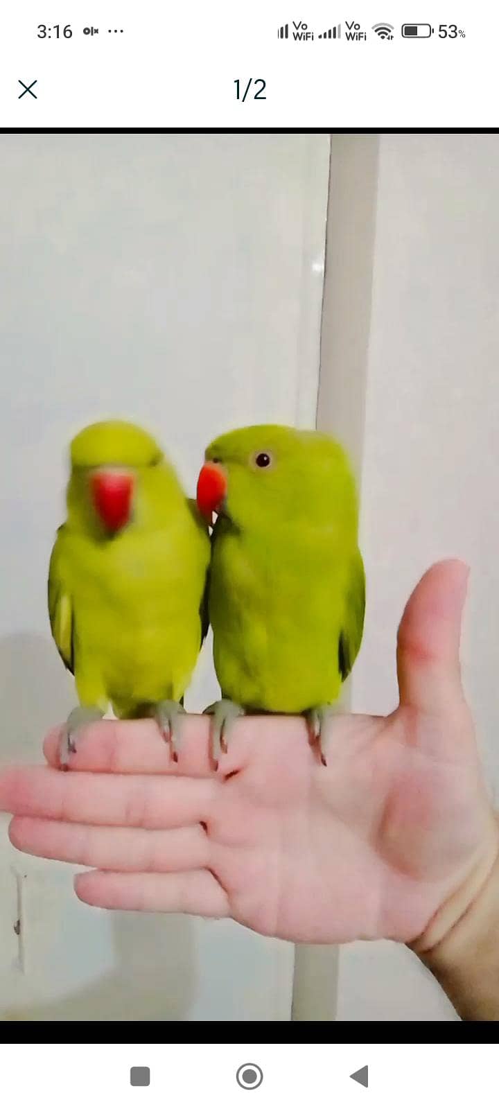 parrot 0