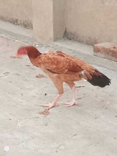 Aseel murgi for sale