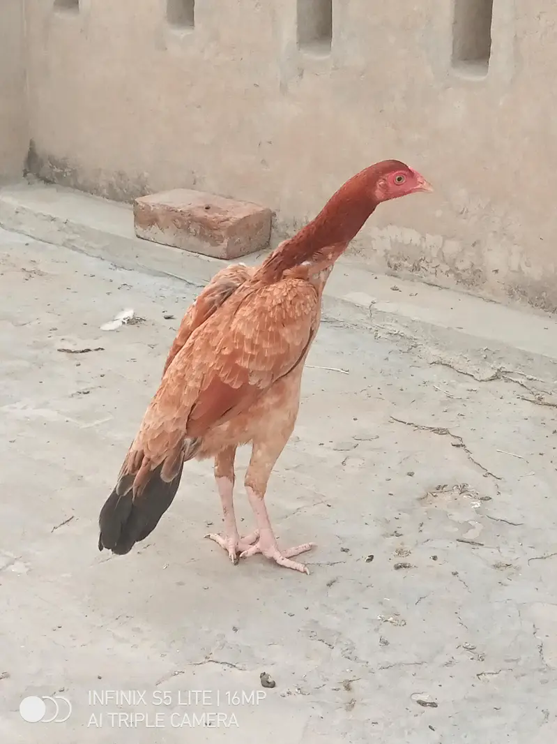 Aseel murgi for sale — photo 3