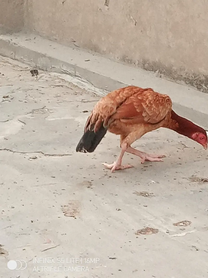 Aseel murgi for sale — photo 4