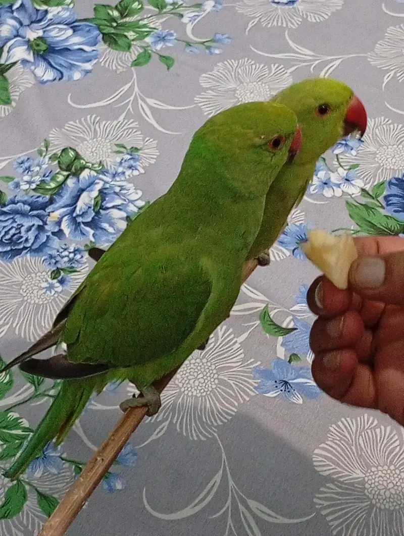 parrot — photo 2