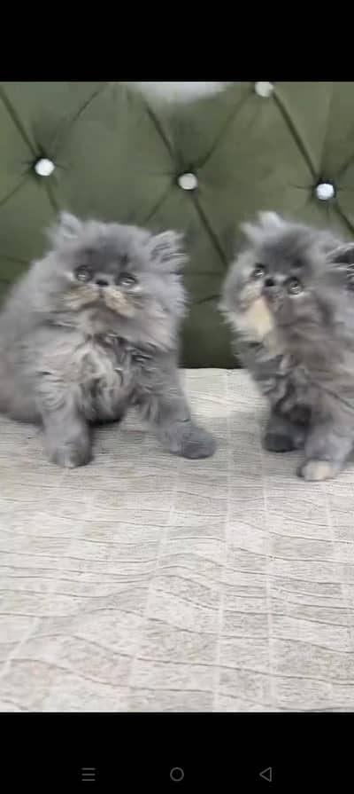Quality Persian cat & Kittens. Male & female.    03479996792 WhatsApp