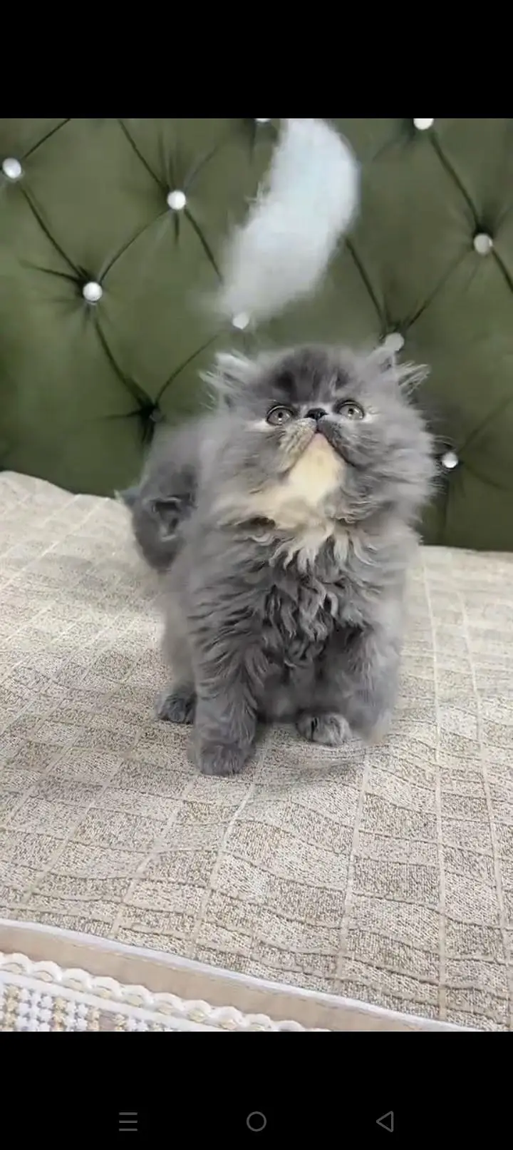 Quality Persian cat & Kittens. Male & female.    03479996792 WhatsApp — photo 2
