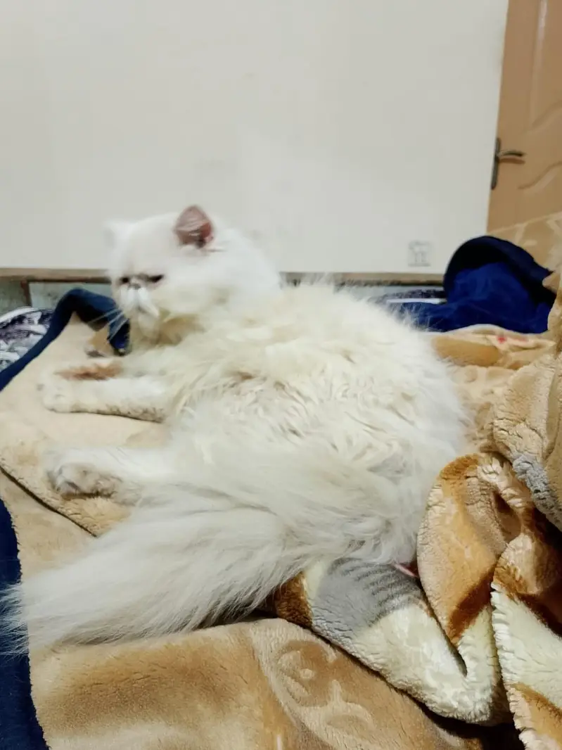 piki face adult male — photo 3