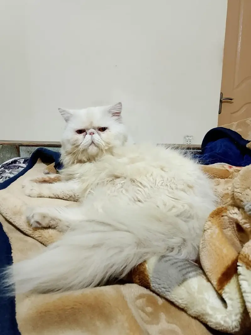 piki face adult male — photo 4