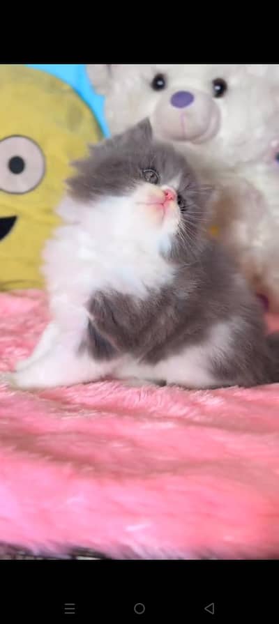 Quality Persian cat & Kittens. Male & female.    03479996792 WhatsApp