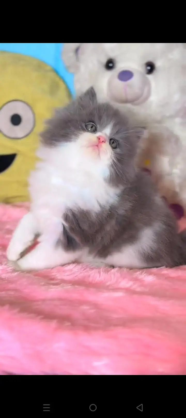 Quality Persian cat & Kittens. Male & female.    03479996792 WhatsApp — photo 2