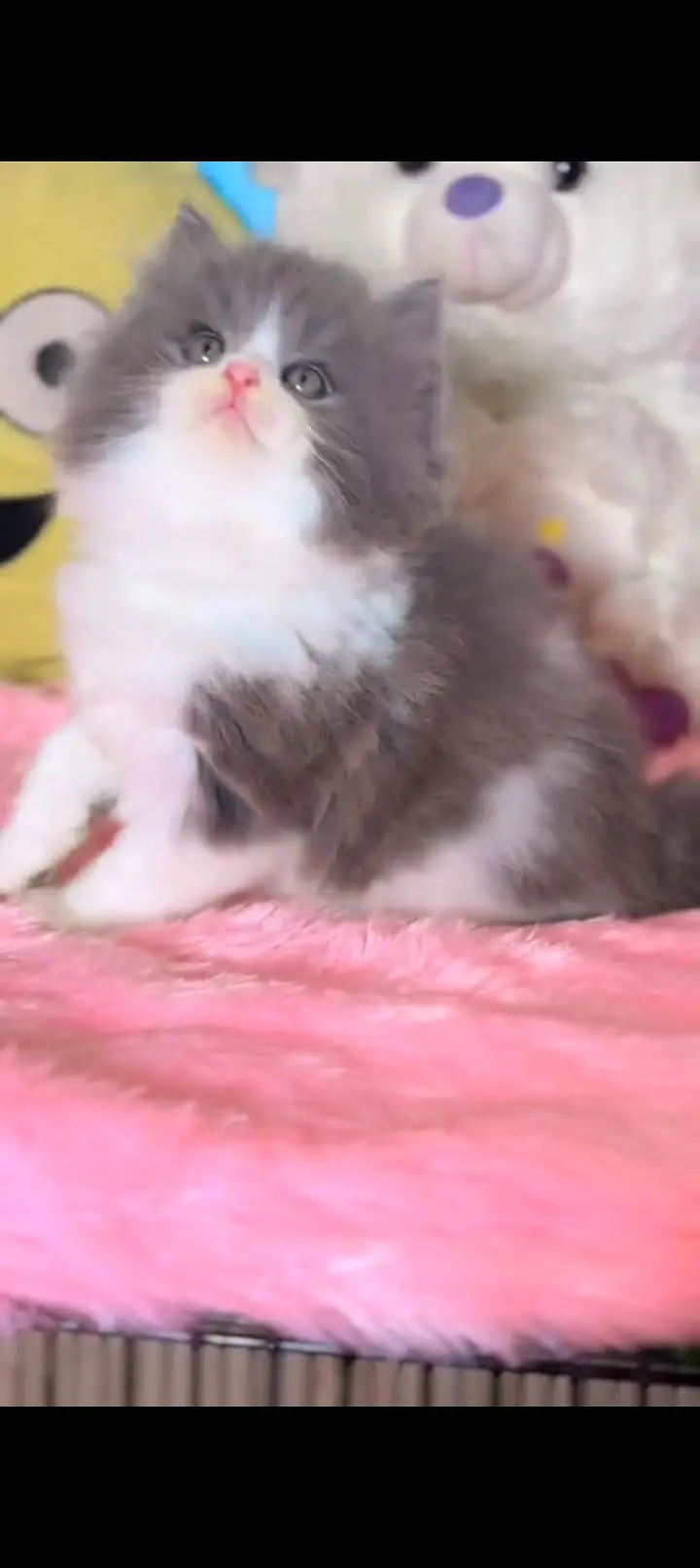 Quality Persian cat & Kittens. Male & female.    03479996792 WhatsApp — photo 3