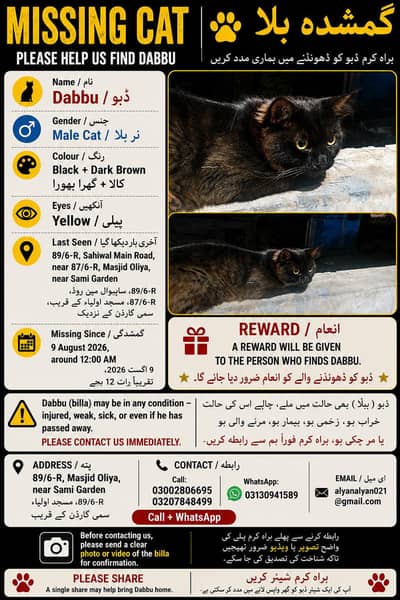 Cat lost