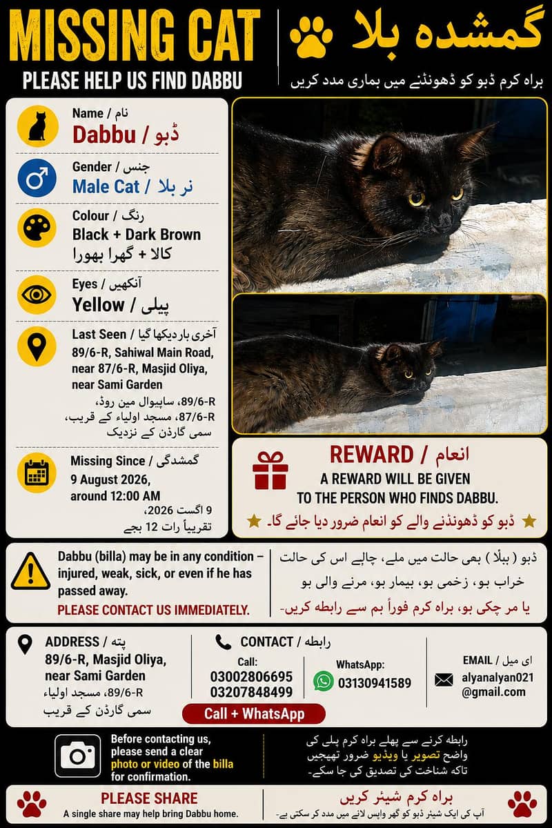 Cat lost 0