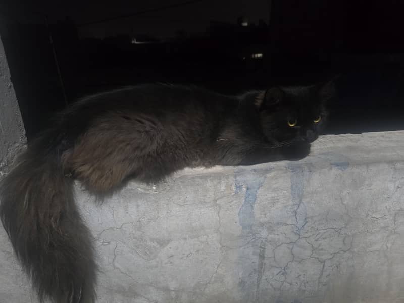 Cat lost 1