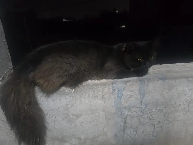 Cat lost — photo 2