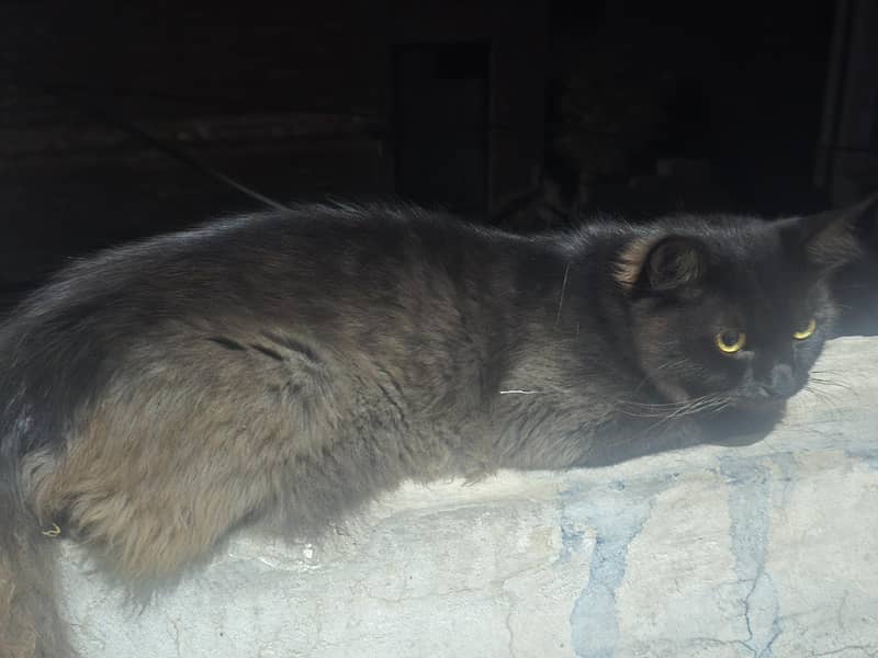 Cat lost 2