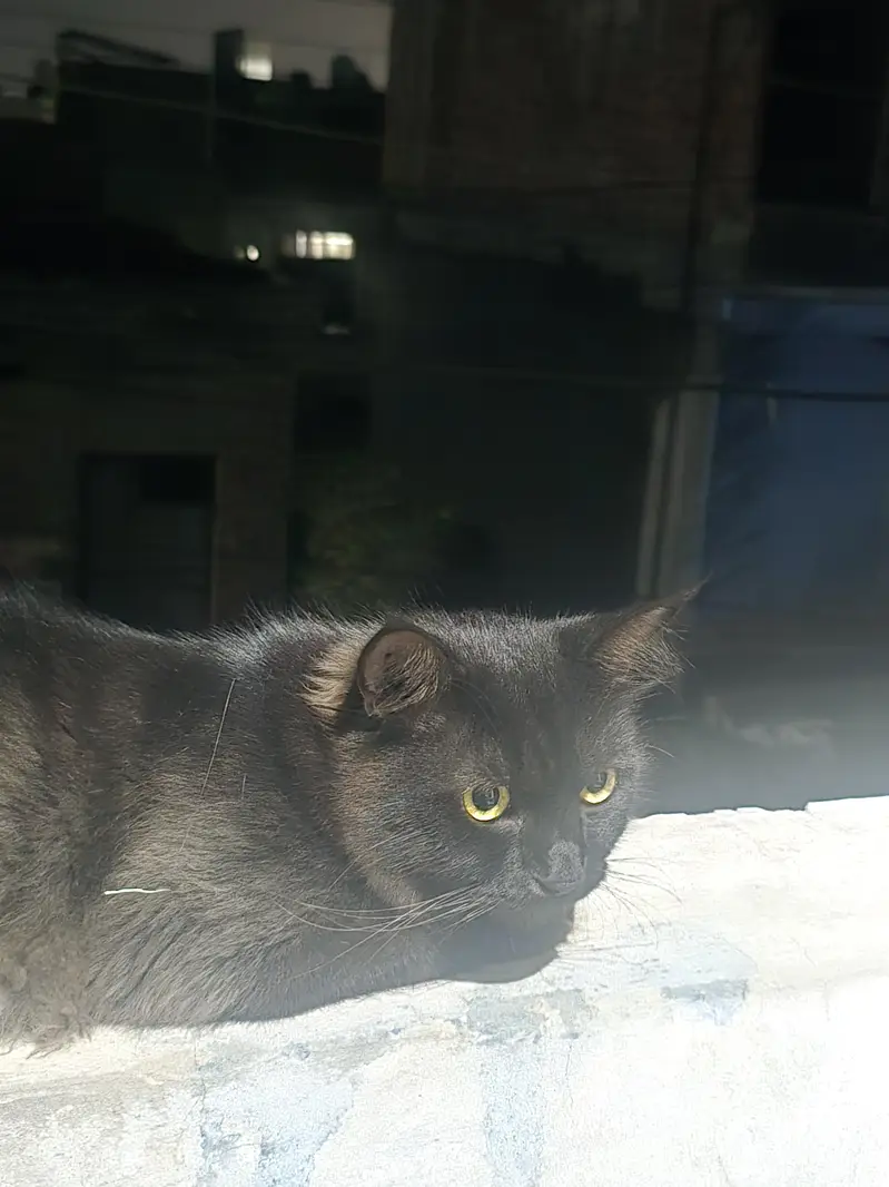Cat lost — photo 4