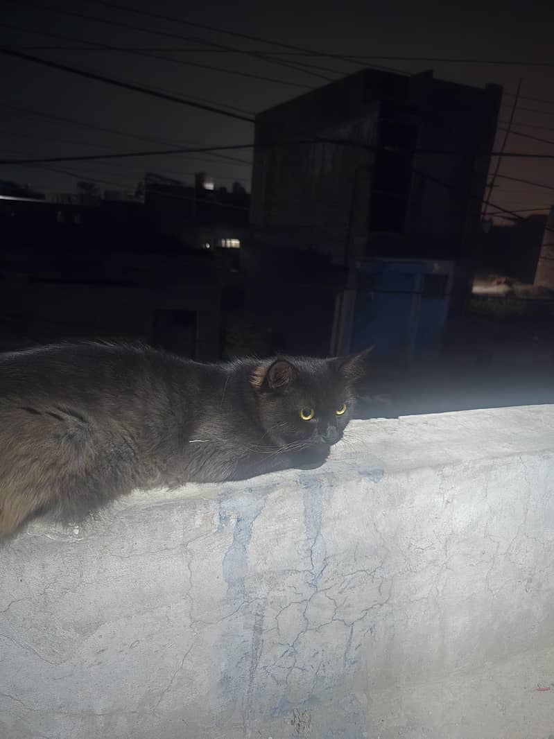 Cat lost 4
