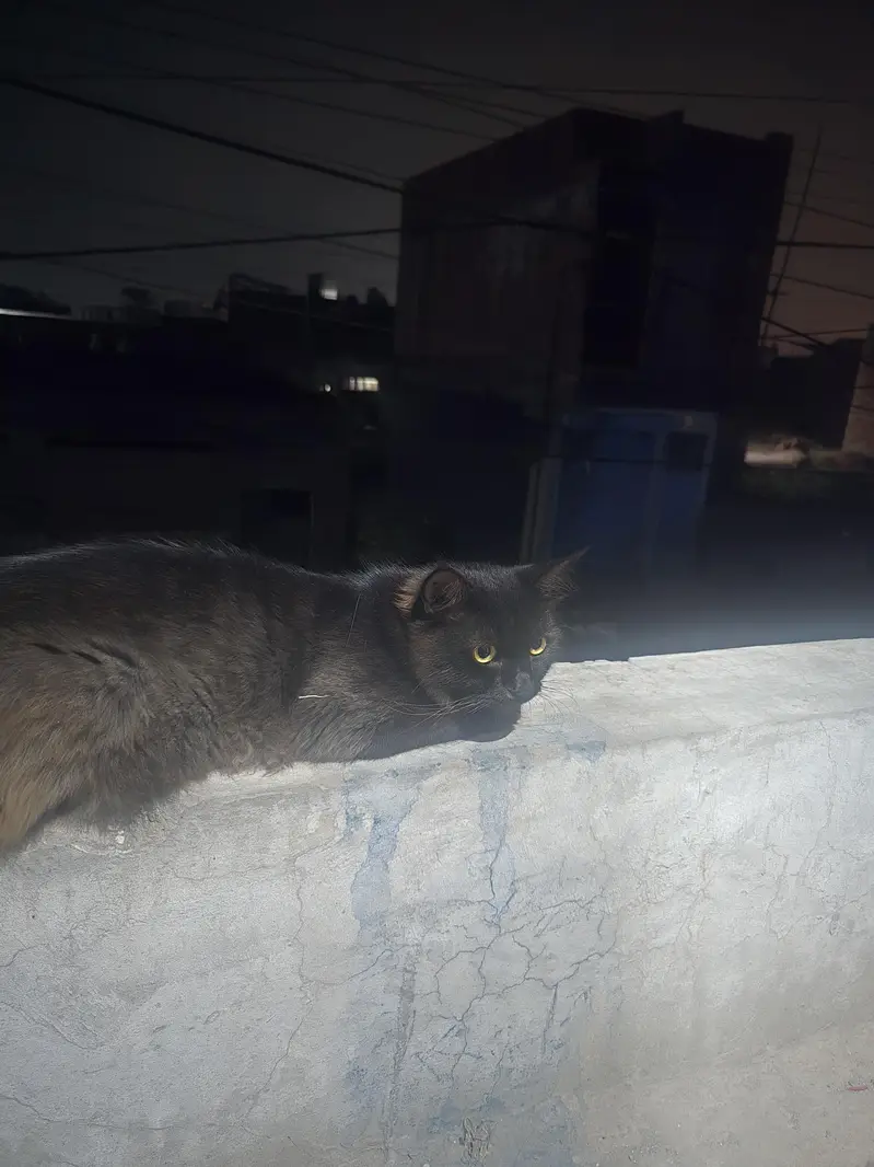 Cat lost — photo 5