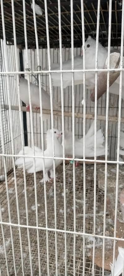 laka pigeons for sale lovely white  in colour