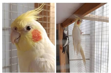 Beautiful Cockatiels for Sale 