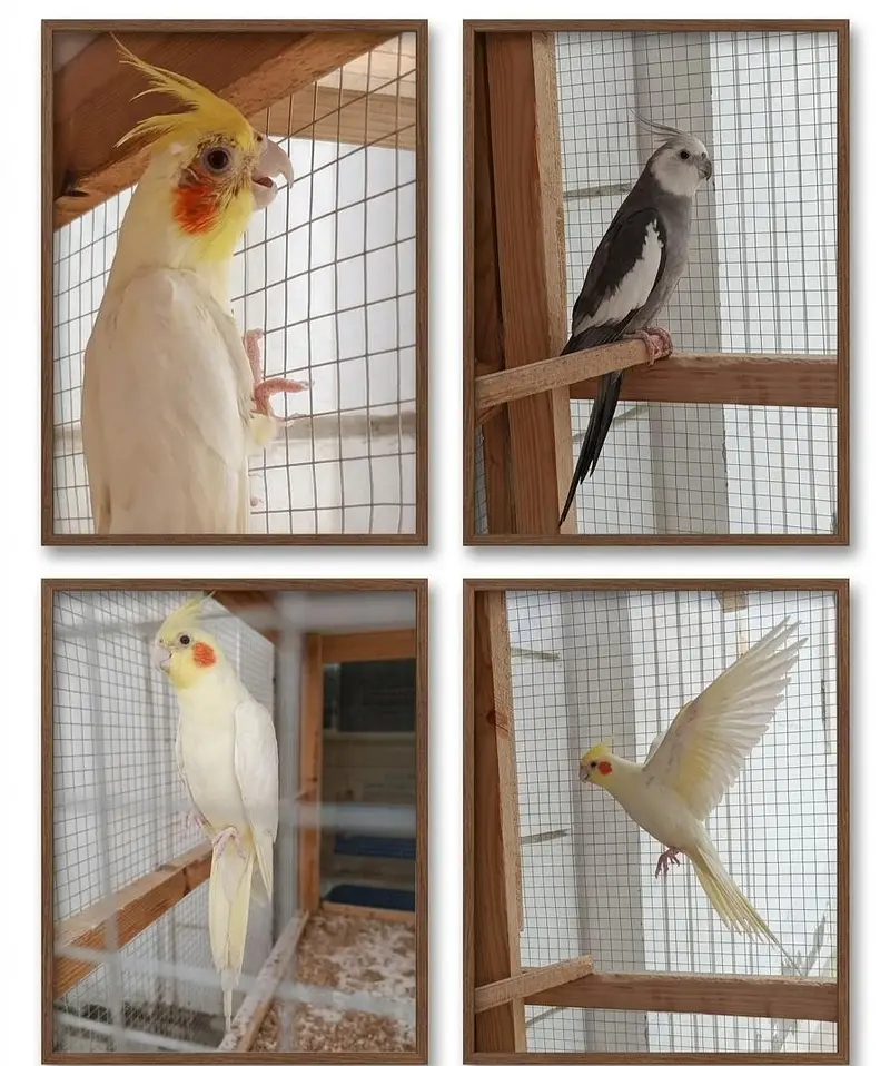 Beautiful Cockatiels for Sale  — photo 2