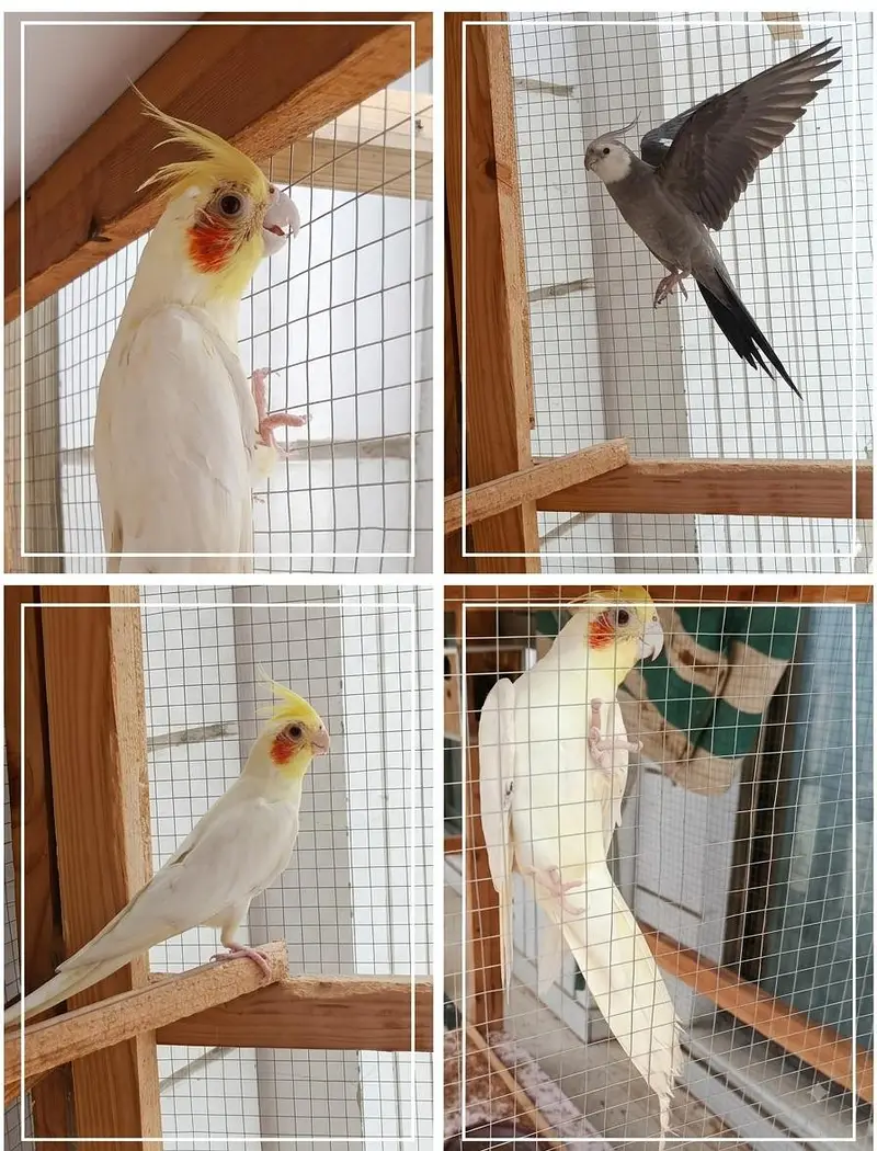 Beautiful Cockatiels for Sale  — photo 3
