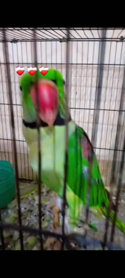 parrot