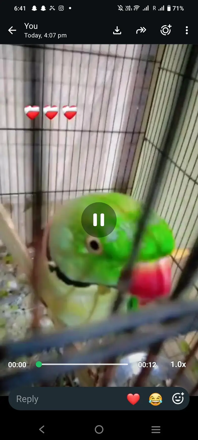 parrot — photo 2