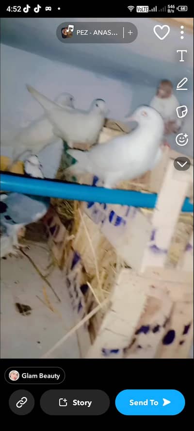 Pigeon