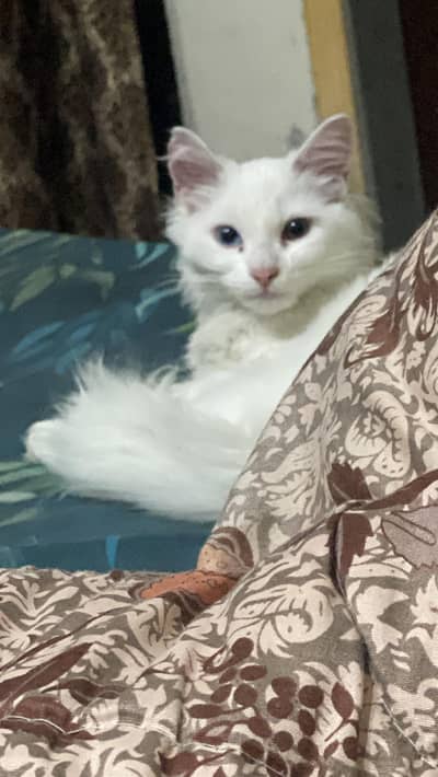 Need a male cat for breed