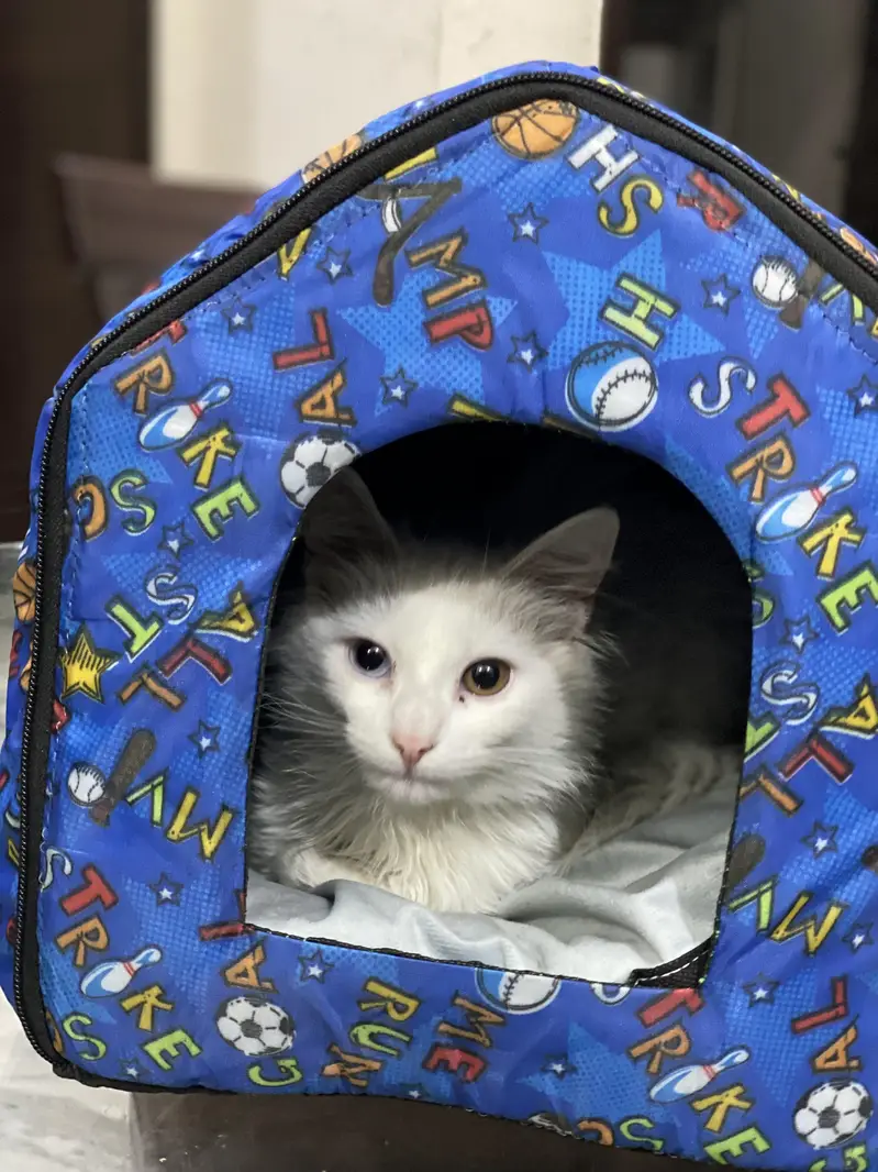 Need a male cat for breed — photo 2