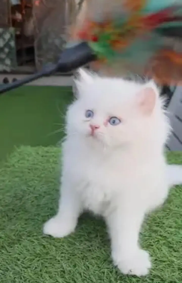 Persian cat for sale 2 month age available — photo 2