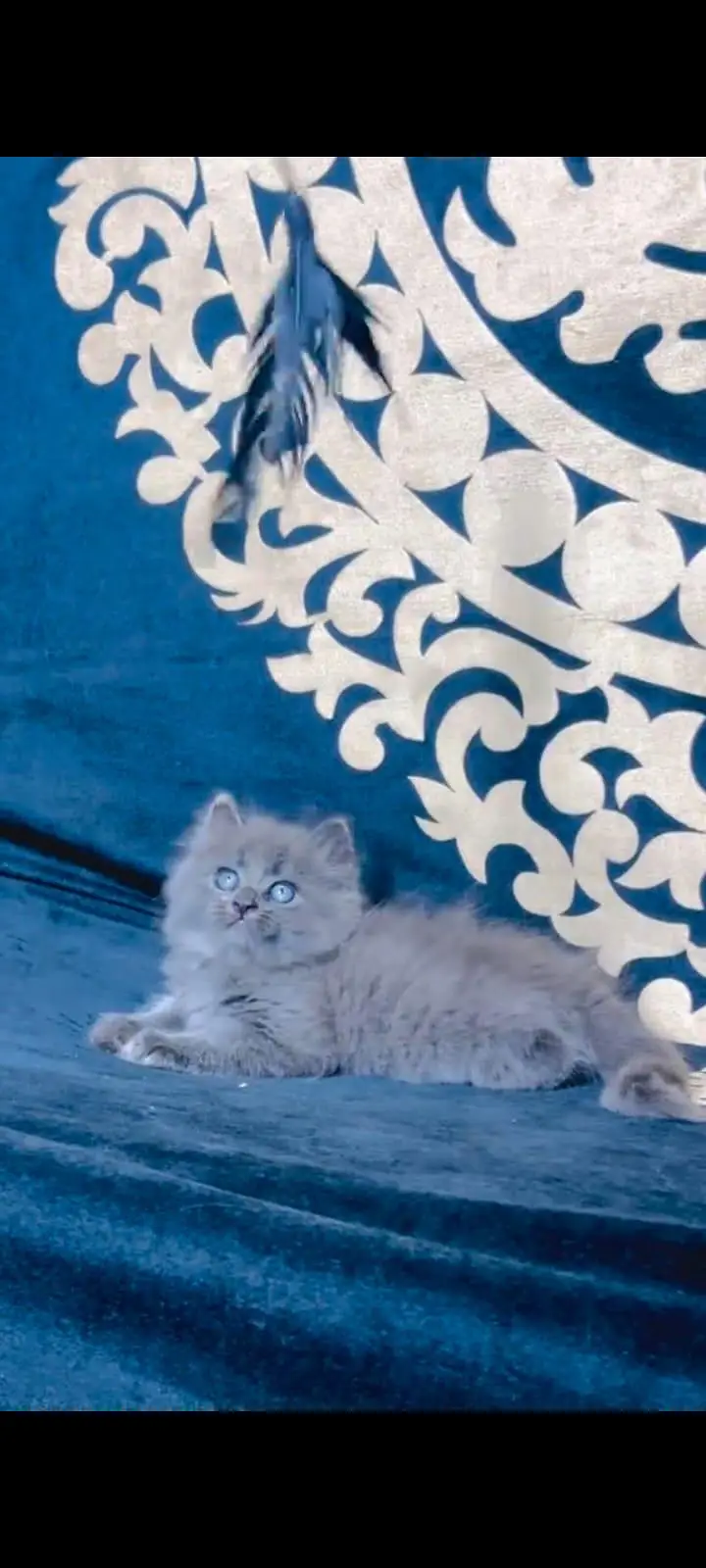pure Persian cats vaccinated and healthy active WhatsApp/0344/6895398/ — photo 3