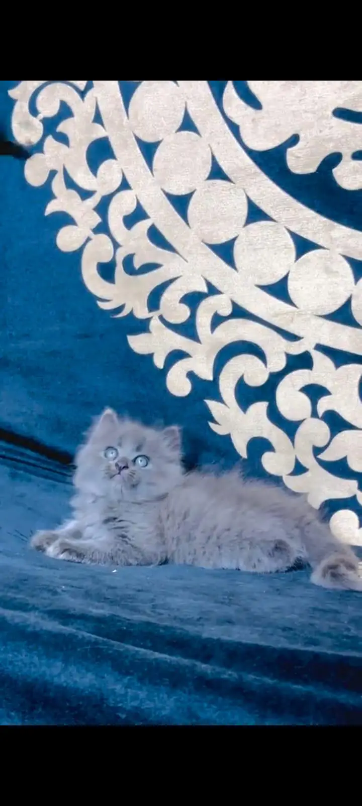 pure Persian cats vaccinated and healthy active WhatsApp/0344/6895398/ — photo 4