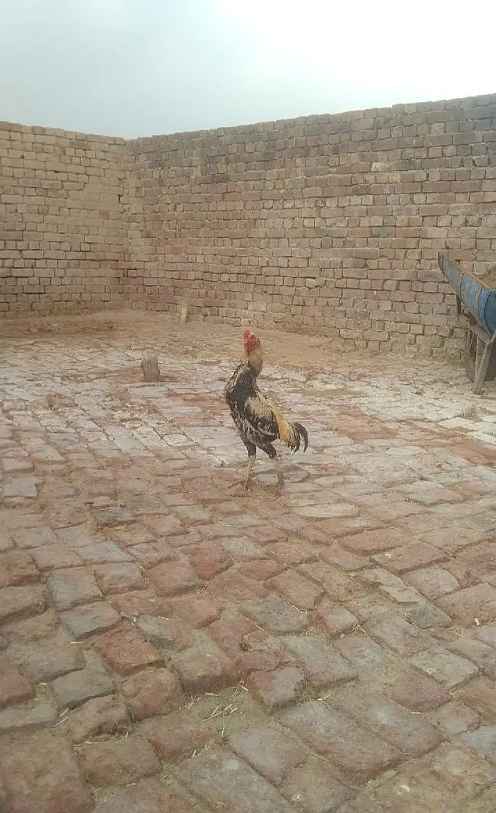 mianwali Aseel location hafizabad city main — photo 3