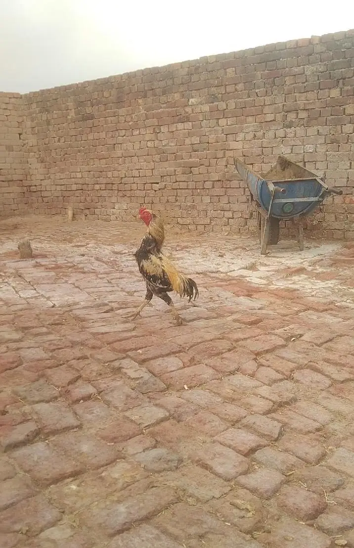 mianwali Aseel location hafizabad city main — photo 7