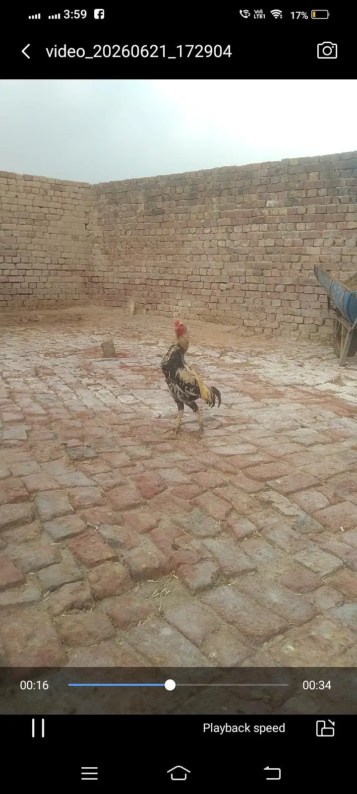 mianwali Aseel location hafizabad city main — photo 8