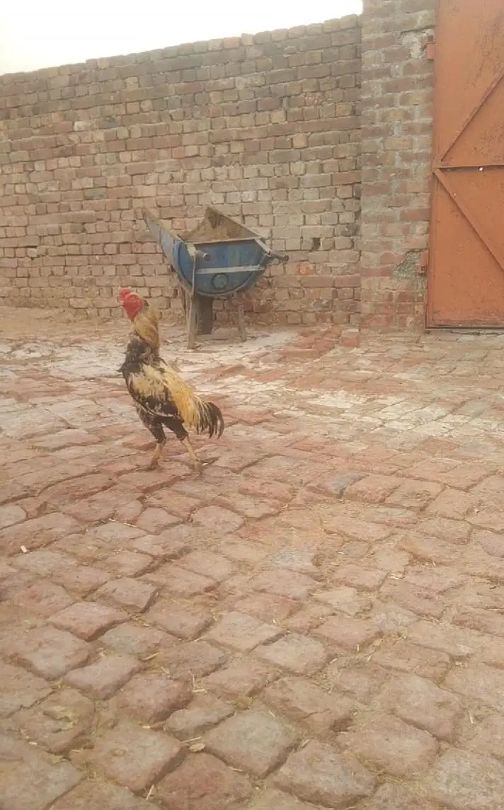 mianwali Aseel location hafizabad city main — photo 9