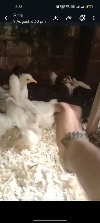 bantam chicks for sale