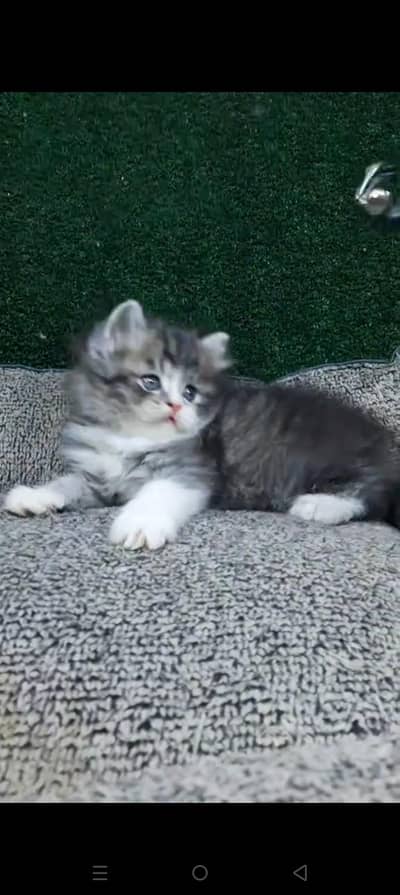 Quality Persian cat & Kittens. Male & female.    03479996792 WhatsApp
