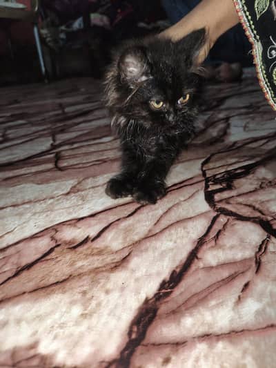 Persian kitten Punch face