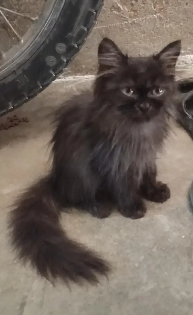 Persian kitten Punch face — photo 2