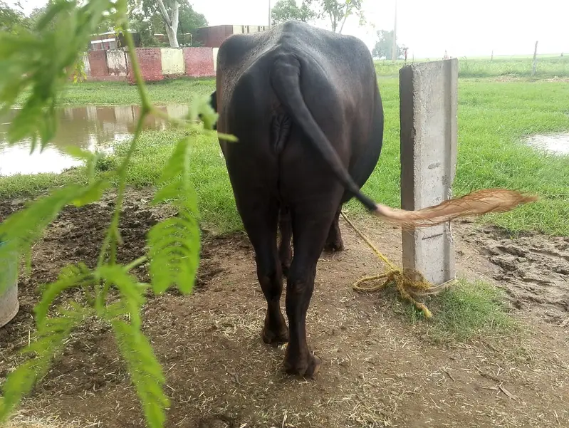 خوبصورت نیلی راوی کھیری، منہ سے پکی کھیری، وزن تقریباً ساڑھے 4 من، — photo 2