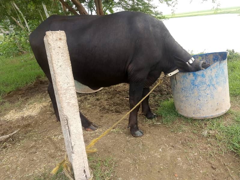 خوبصورت نیلی راوی کھیری، منہ سے پکی کھیری، وزن تقریباً ساڑھے 4 من، 2