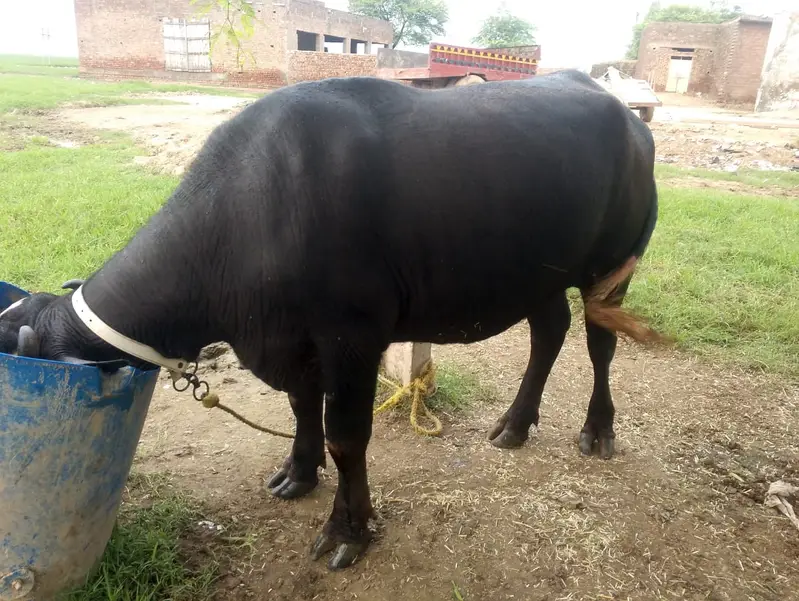 خوبصورت نیلی راوی کھیری، منہ سے پکی کھیری، وزن تقریباً ساڑھے 4 من، — photo 4
