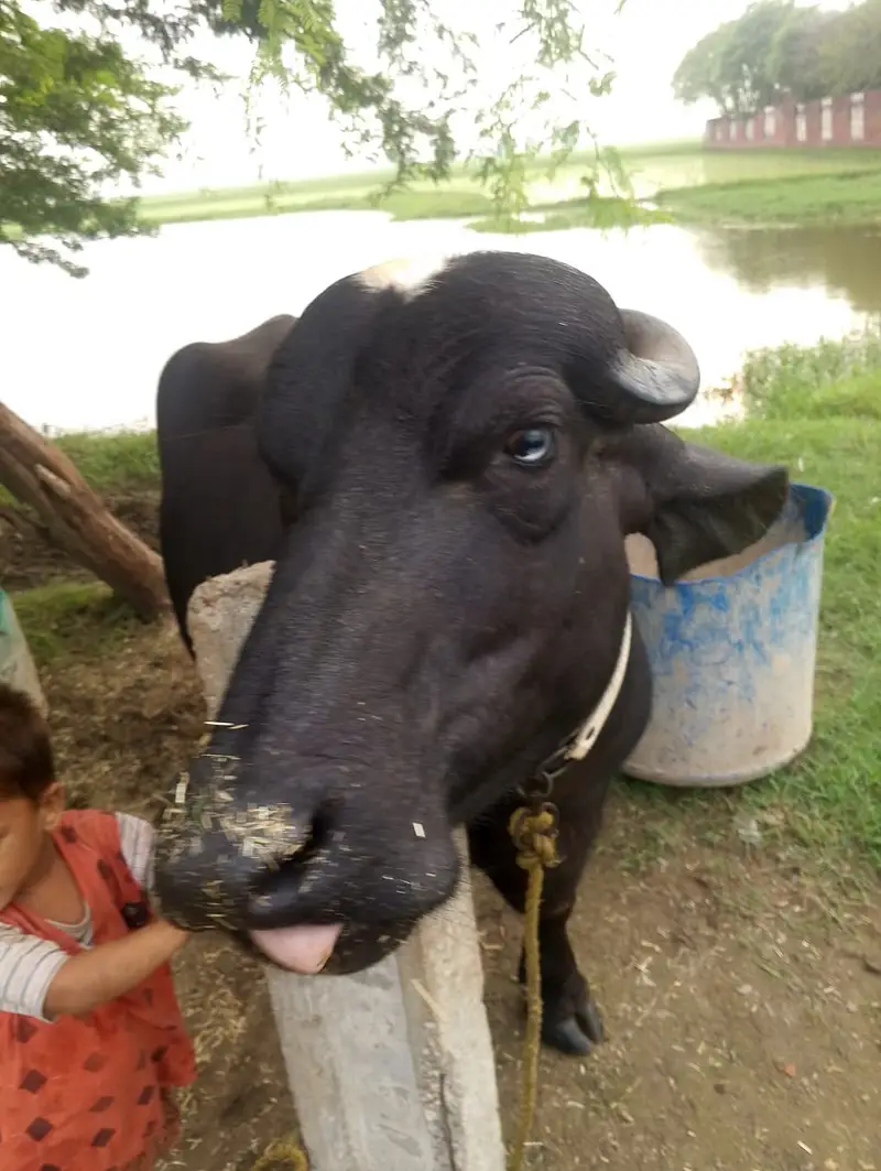 خوبصورت نیلی راوی کھیری، منہ سے پکی کھیری، وزن تقریباً ساڑھے 4 من، — photo 9