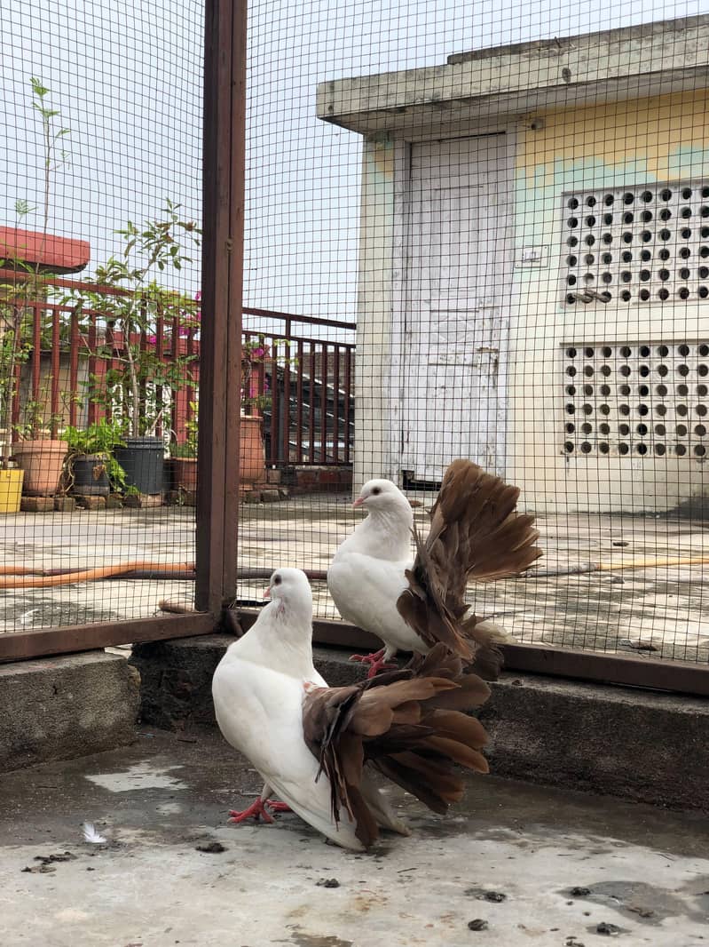 Fancy Birds 1