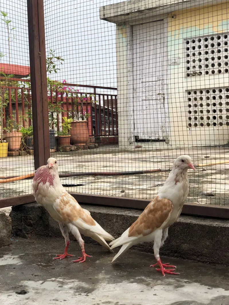 Fancy Birds — photo 3