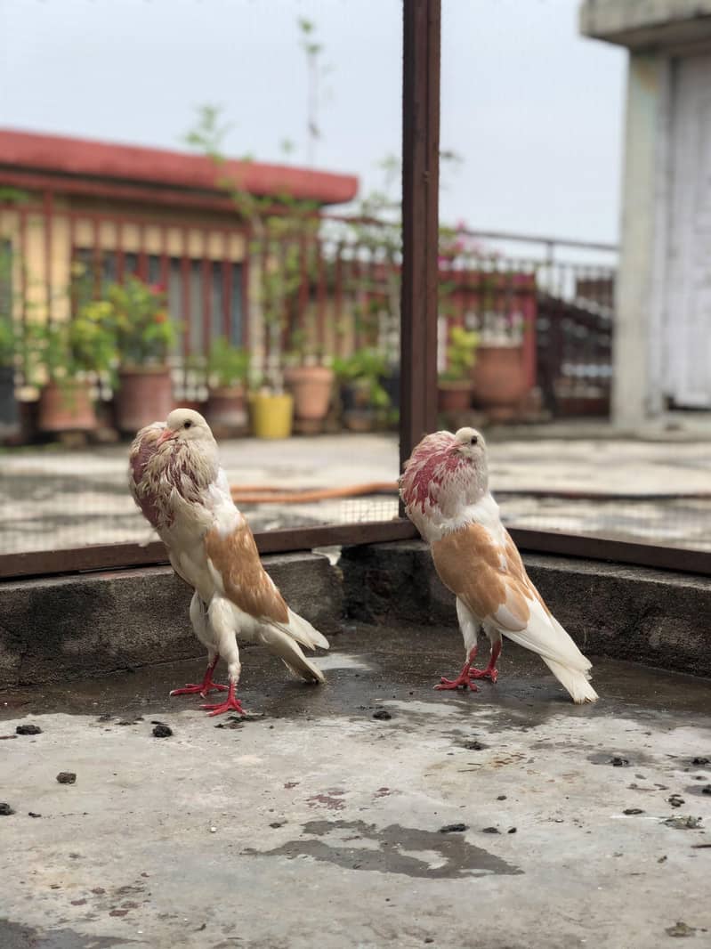 Fancy Birds 4