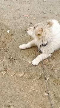 White Russian dog