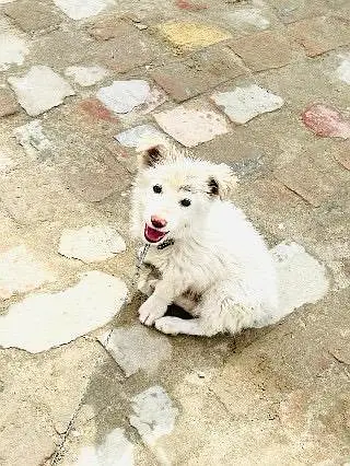 White Russian dog — photo 2
